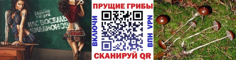 Псилоцибиновые грибы Cubensis  Полесск 